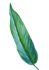 Obraz premium Jungle botanical watercolor illustrations, floral elements. Palm leaves and other. Tropical leaves set