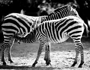 Fototapeta na wymiar Zebry. Zebras.