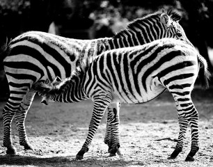 Zebry. Zebras. © Magdalena