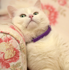 contented white cat in a collar - 346003130