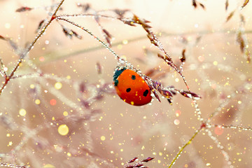 spring meadow with ladybug close up macro