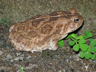 A toad of genus Sclerophrys near Corubal river, Guinea-Bissau.