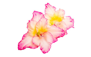 Naklejka premium gladiolus flower isolated