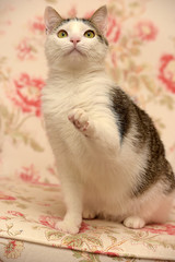 white and gray playful  cat