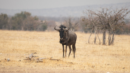 Blue wildebeest (Connochaetes taurinus)