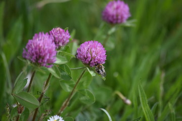 red Clover