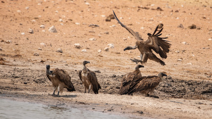 landing white-backed vulture