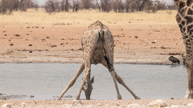 funny drinking giraffe