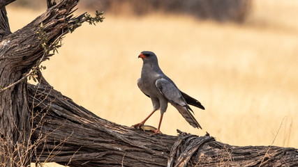 Dark chanting goshawk - the circle of life