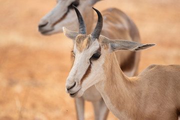 Springbok (Antidorcas marsupialis)