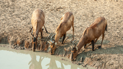 Three red hartebeest drinking on the knees at the water hole