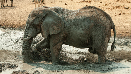 Naklejka premium bathing elephant