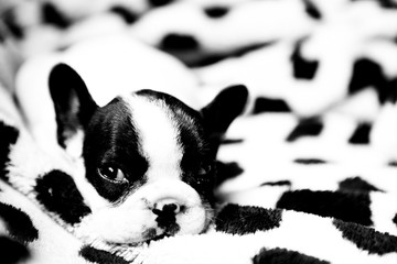 French bulldog puppy. - obrazy, fototapety, plakaty