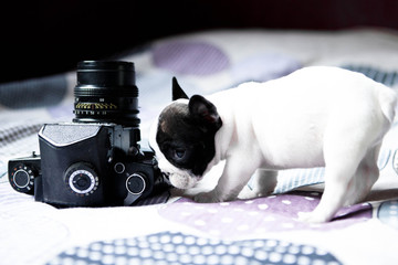 French bulldog with old camera