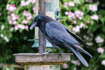 carrion crow
