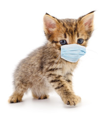 Obraz premium Gray cat wearing medical face mask.