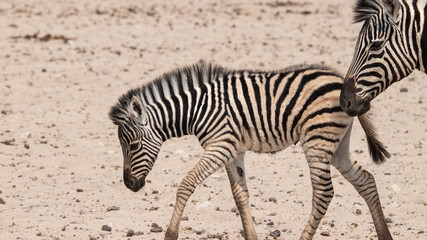 Fototapeta na wymiar little cute zebra 