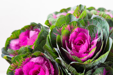 Brassica decorative cabbage for floristry.