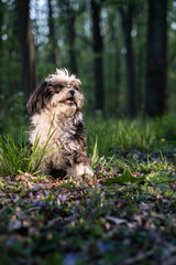 Hunde spielen draußen im Grünen