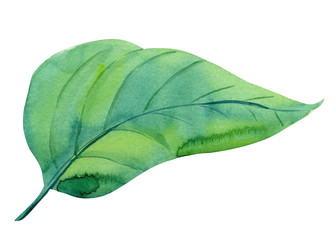 Tropical leaf, Anthurium on an isolated white background. Jungle botanical watercolor illustration, floral elements.