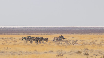 Fototapeta na wymiar Zebras in the desert 