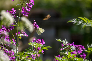 Purple flowers with a butterfly