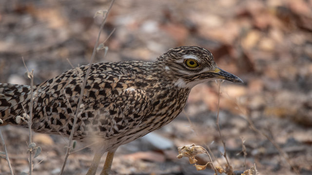 Spotted thick-knee (Kaptriel -  Burhinus capensis)