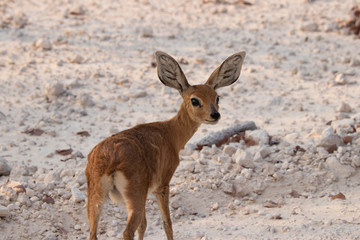 Sweet little Steenbok (Raphicerus campestris)