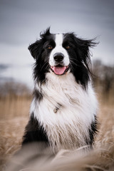 Hunde spielen draußen im Grünen