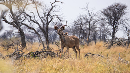 Greater kudu 
