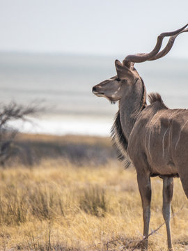 Majestic greater kudu in south africa
