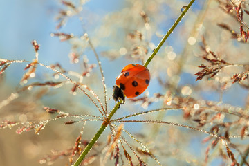 spring meadow with ladybug close up macro
