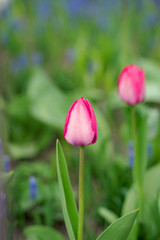 pink tulips in the garden