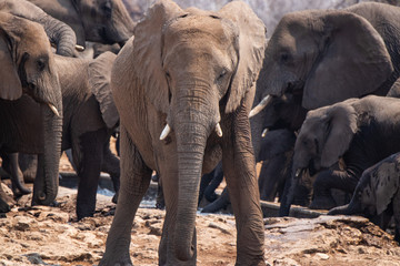 Fototapeta premium elephants in the wild