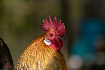 Cock 
