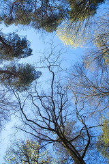 Ein trockene dunkler Baum zeichnet eine schöne Zeichnung auf dem blauen Himmel. Um ihn herum sind mehrer Baumkronen in verschiedene grün und gelb Töne, teilweise von der Sonne beleuchtet.