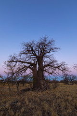 Fototapeta na wymiar Large lone baobab tree after sunset on Kukonje Island
