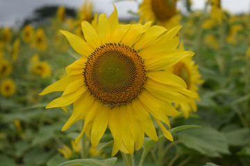sunflower in the field
