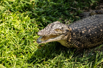 cute little nile crocodile
