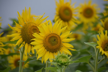 Fototapeta premium sunflowers in the field