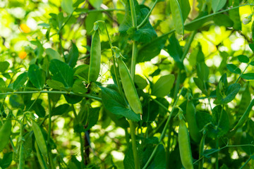 green peas growing on a farm