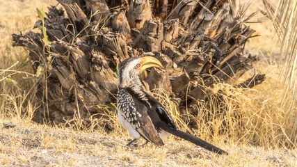 Southern yellow billed hornbill © Ferdinand