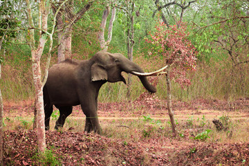 Obraz premium elephant in nagarahole national park, india