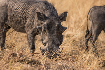 Warthog in the savanna of Namibia