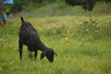 black goat on a meadow