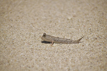 amphibian on the beach