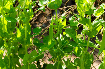green peas growing on a farm
