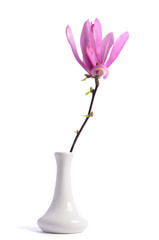 Beautiful tender purple magnolia closeup in a vase on a white background
