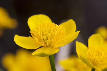 close up of yellow flower