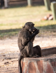 cheeking baboon